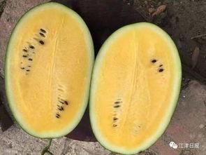 白沙瓜如何吃,从清新沙拉到创意甜品