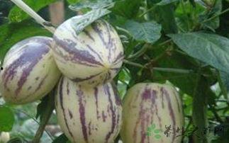 吃茄瓜胃疼,揭秘食用茄瓜的注意事项