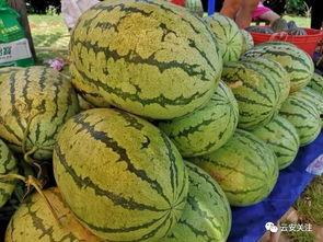 瓜田吃瓜怎么开启,揭秘网络热梗背后的趣味与智慧