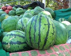 吃瓜吃瓜吃瓜不吃瓜,揭秘“吃瓜”与“不吃瓜”的奥秘