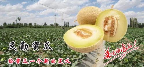 民勤蜜瓜节怎么吃,尽享甜蜜，解锁蜜瓜美食新境界