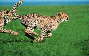 猎豹喜欢吃瓜,揭秘猎豹的“甜蜜”美食偏好