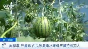 掌上巨野吃瓜群众,吃瓜群众的趣味生活全景